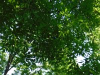 Luau (47) : Cancun 2016 June